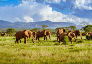 Elephants