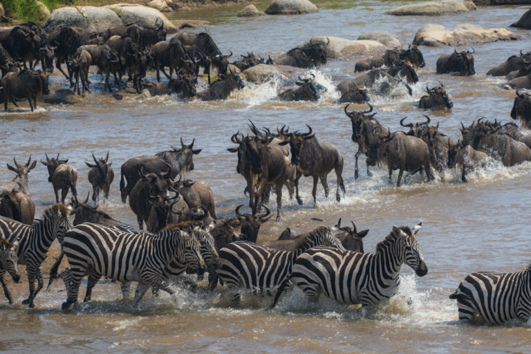 The Great Wildebeest Migration