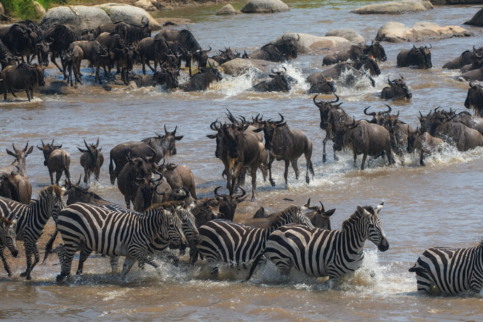 The Great Wildebeest Migration