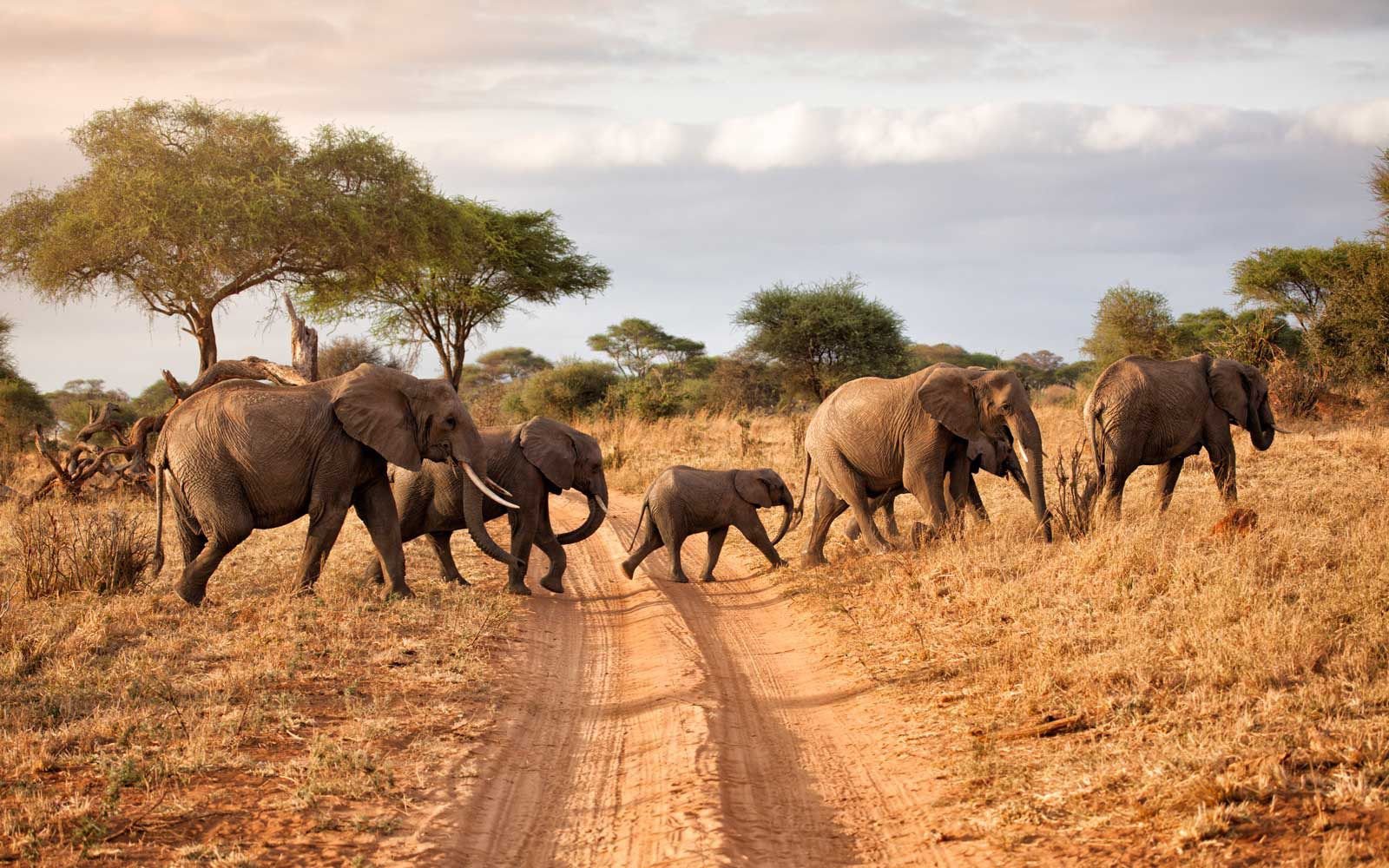 Classic wildlife safaris – spotting the Big Five in their natural habitat.