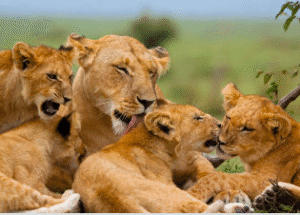 Visit Kruger National Park In 2026