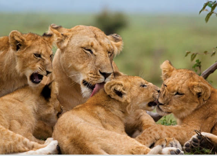 Visit Kruger National Park In 2026