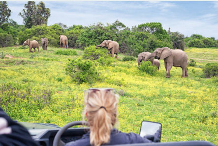 Book Best Kruger Safari Lodges: Blending Wildlife Thrills with Luxury