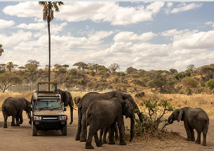 Serengeti safari at sunrise with open safari vehicle and wildlife in Tanzania