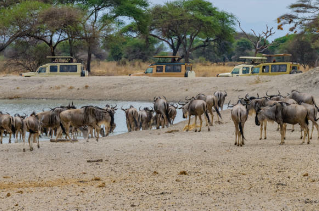 Witness The Great Wildbeast Migration Massai Mara