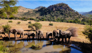 elephants at pilansburg