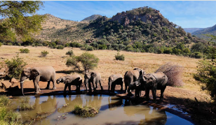 elephants at pilansburg