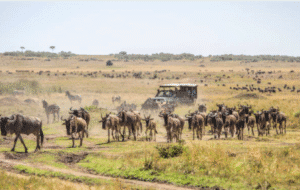 kenya safaris in the maasai mara