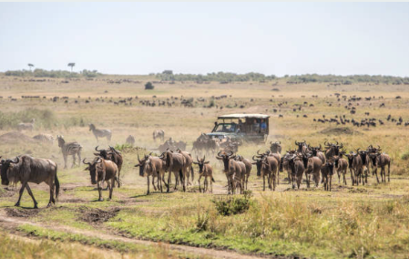 Ultimate Kenya Travel Guide: Safaris, Beaches & Mountain Adventures