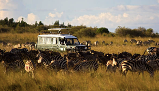 kenya safari wildlife