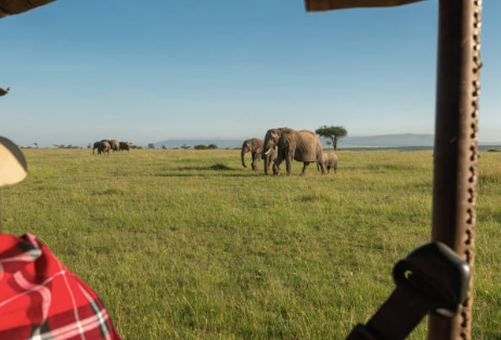 kenya safari tour game drive