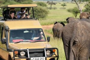 Book a safari in Africa