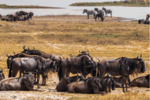 Tanzania Travel Guide