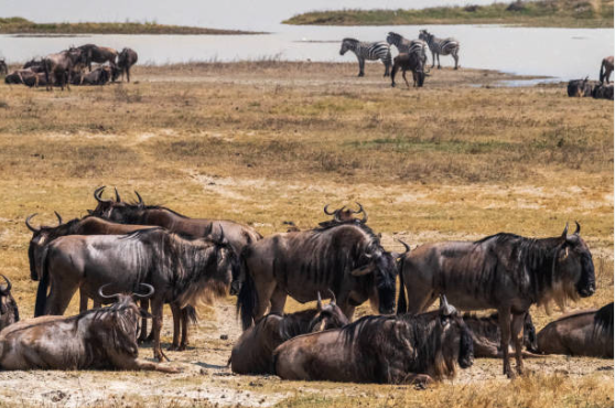 Tanzania Travel Guide