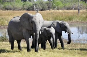 Kruger vs Serengeti Safari