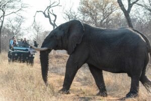 affordable safaris in South Africa