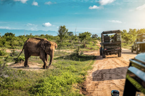 Budget Safari Kenya: Real Masai Mara Packages & Affordable Safari Options