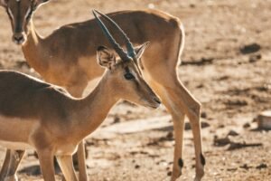 Pilanesberg National Park