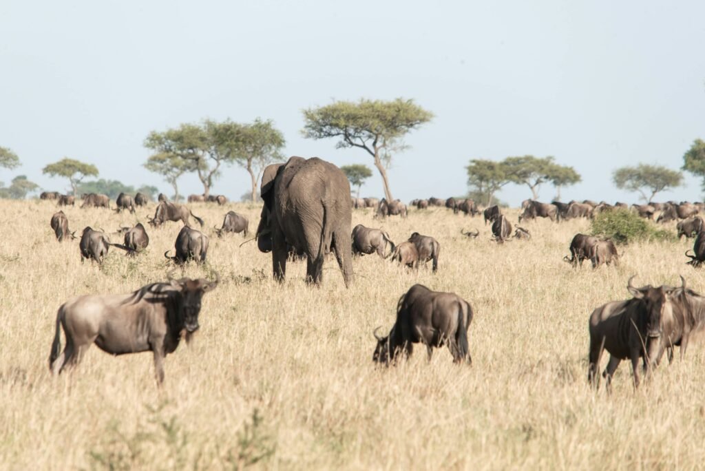 Things to Know Before Booking a Kenya Safari (Costs, Parks & Eco Guide 2026)
