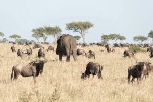 Kenya safari