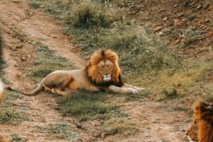 Kenya safari big 5