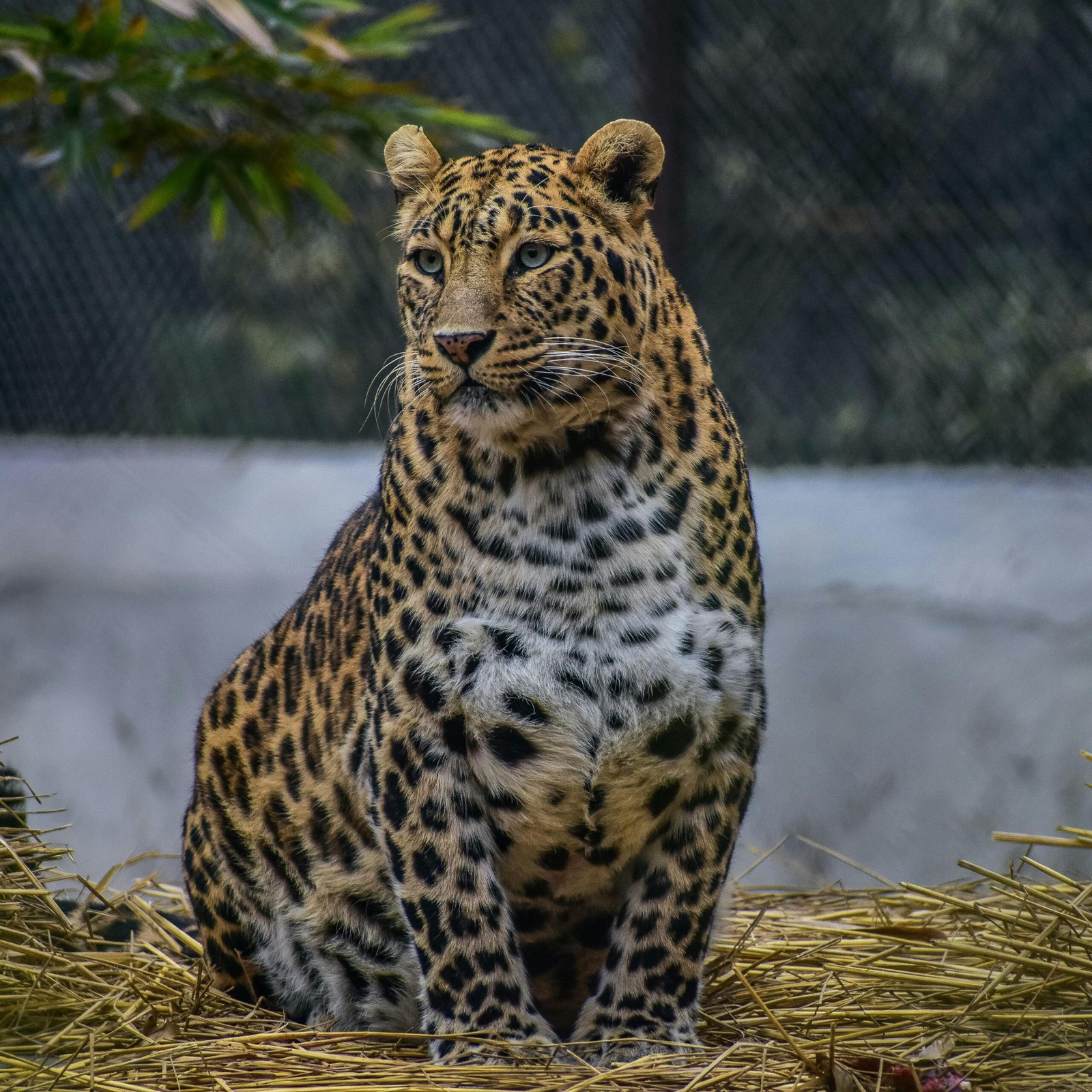 leopard vs cheetah kruger national park