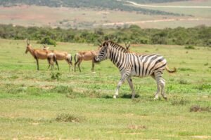 eastern cape safaris
