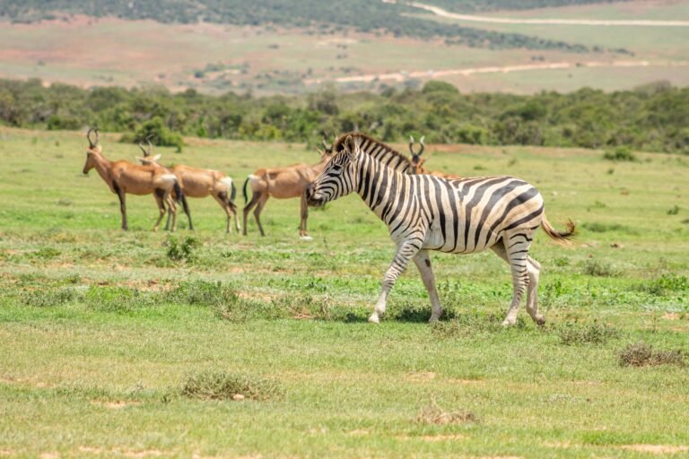 eastern cape safaris