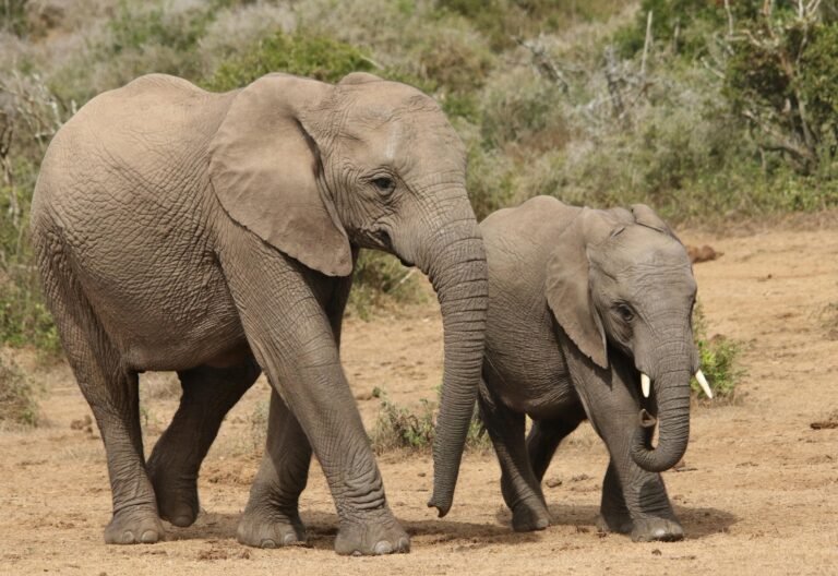 addo elephant park safari