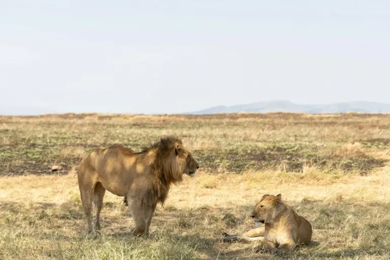 safari lodges in serengeti national park