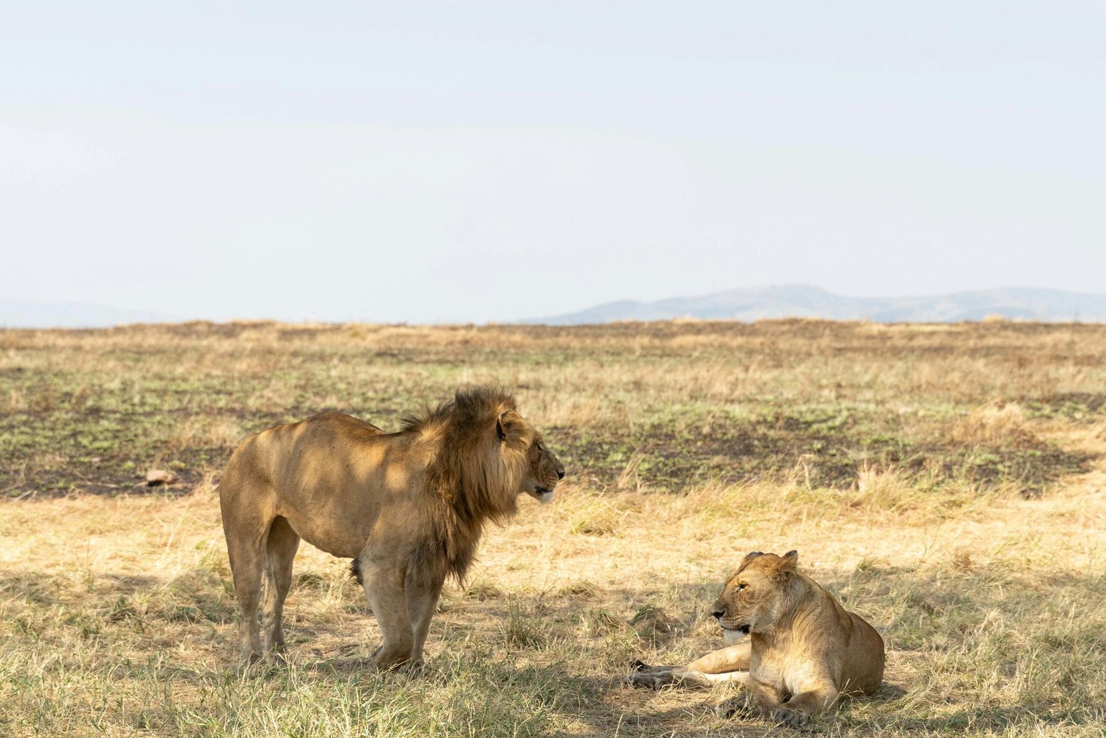 safari lodges in serengeti national park