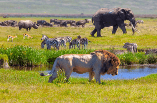 AFRICAN SAFARI dESTINATIONS