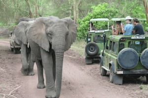 kenya vs Tanzania