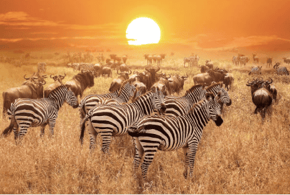 Serengeti
