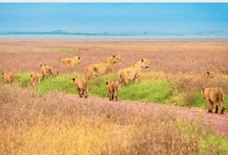 Ngorongoro Crater