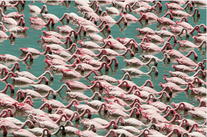 Lake Manyara Flamingos