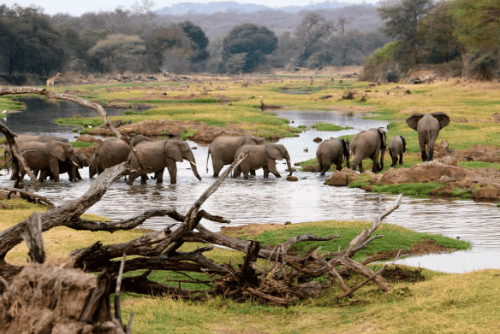 serengeti 