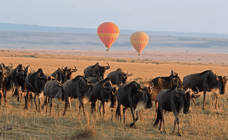 wildbeest