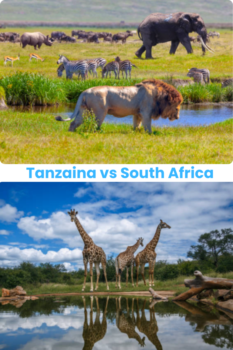 South Africa vs Tanzania