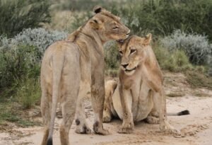 Best Kruger National Park Lodges