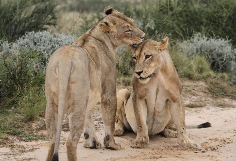 Best Kruger National Park Lodges
