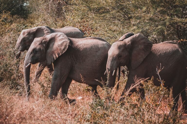 Best Kruger Lodges