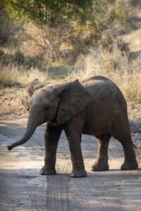 Ultimate Kruger National Park