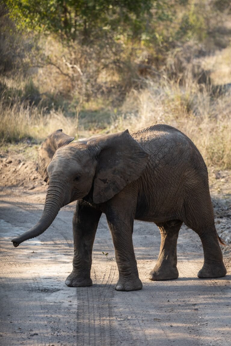 Ultimate Kruger National Park