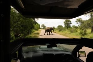 Elephant herd crossing the road near Lower Sabie rest camp, Kruger National Park