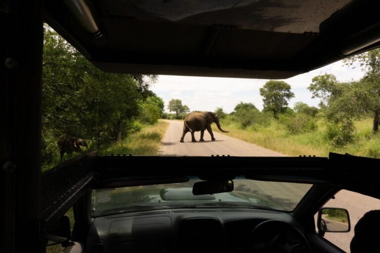 Elephant herd crossing the road near Lower Sabie rest camp, Kruger National Park